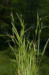 Inflated narrow-leaf sedge